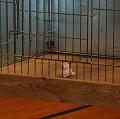 090315_the_pink_mink_mitted_toothpig_4