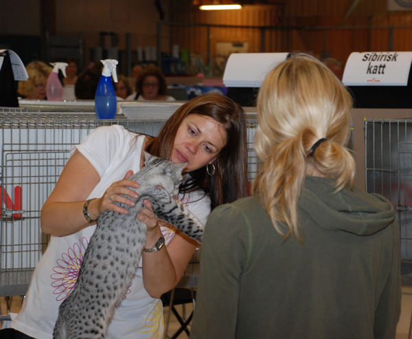 090719_jarva_kk_MAU.jpg - FIFe judge Mira Fonsen inspects an Egyptian Mau