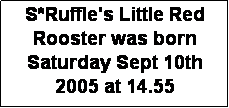 Textruta: S*Ruffle's Little Red Rooster was born Saturday Sept 10th 2005 at 14.55